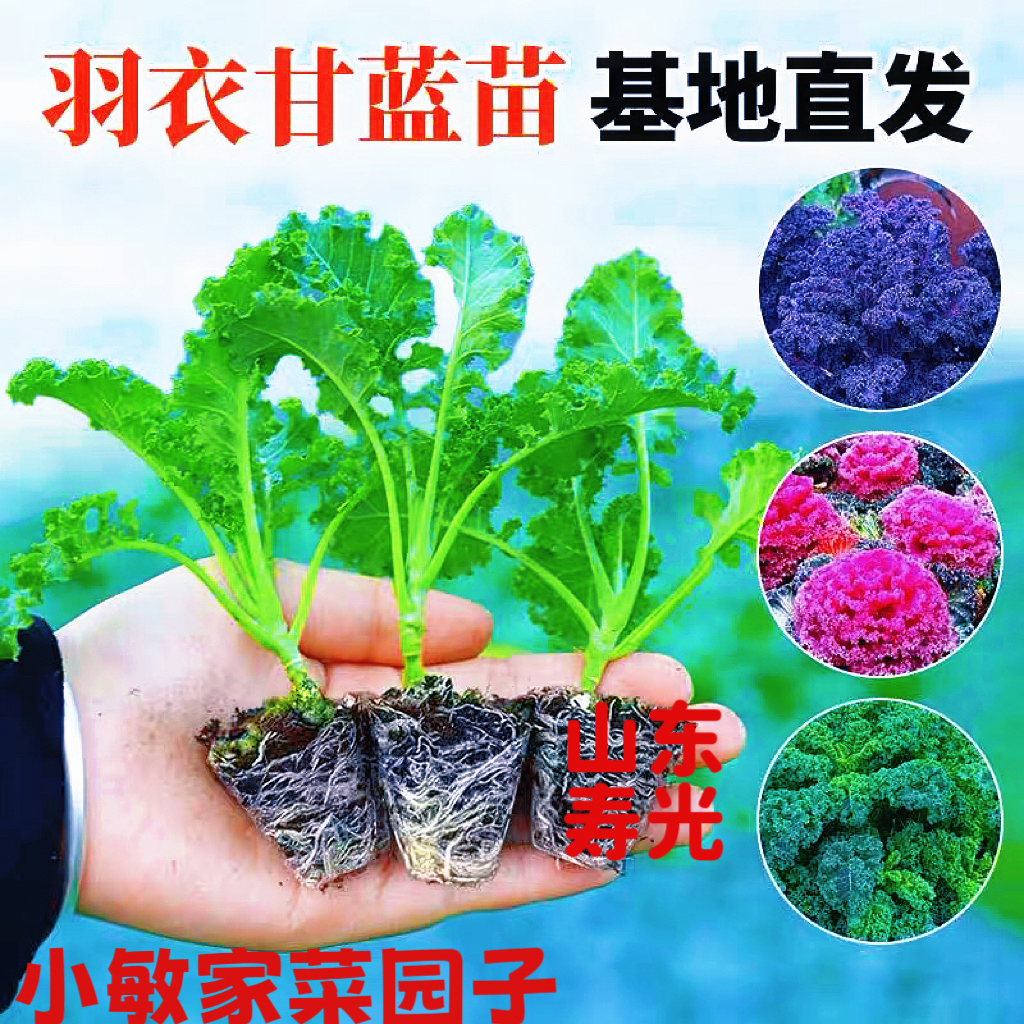 四季可食用绿羽衣甘蓝苗绿紫羽衣粉羽衣甘蓝秧苗种籽春季蔬菜大苗