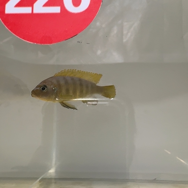 海水226号斑马雀人工