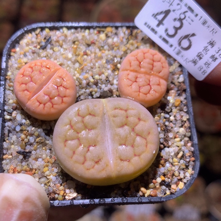 精品生石花26.436