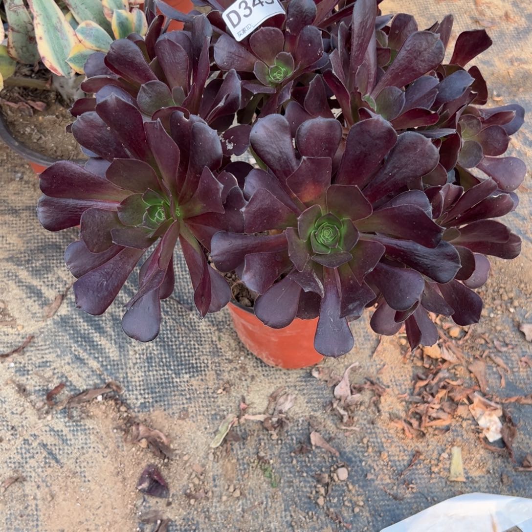 345欧紫多肉植物法师