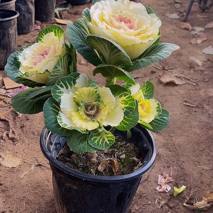 粉白色露西路四个头