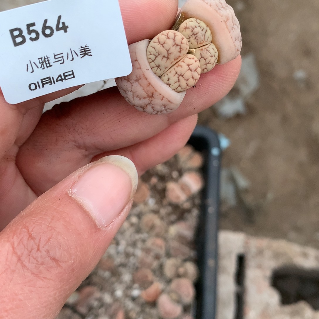 B564多肉植物保护研究所