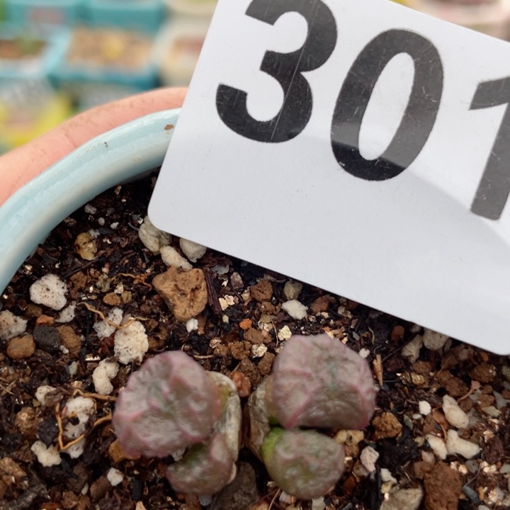 301流水铜壶带盆