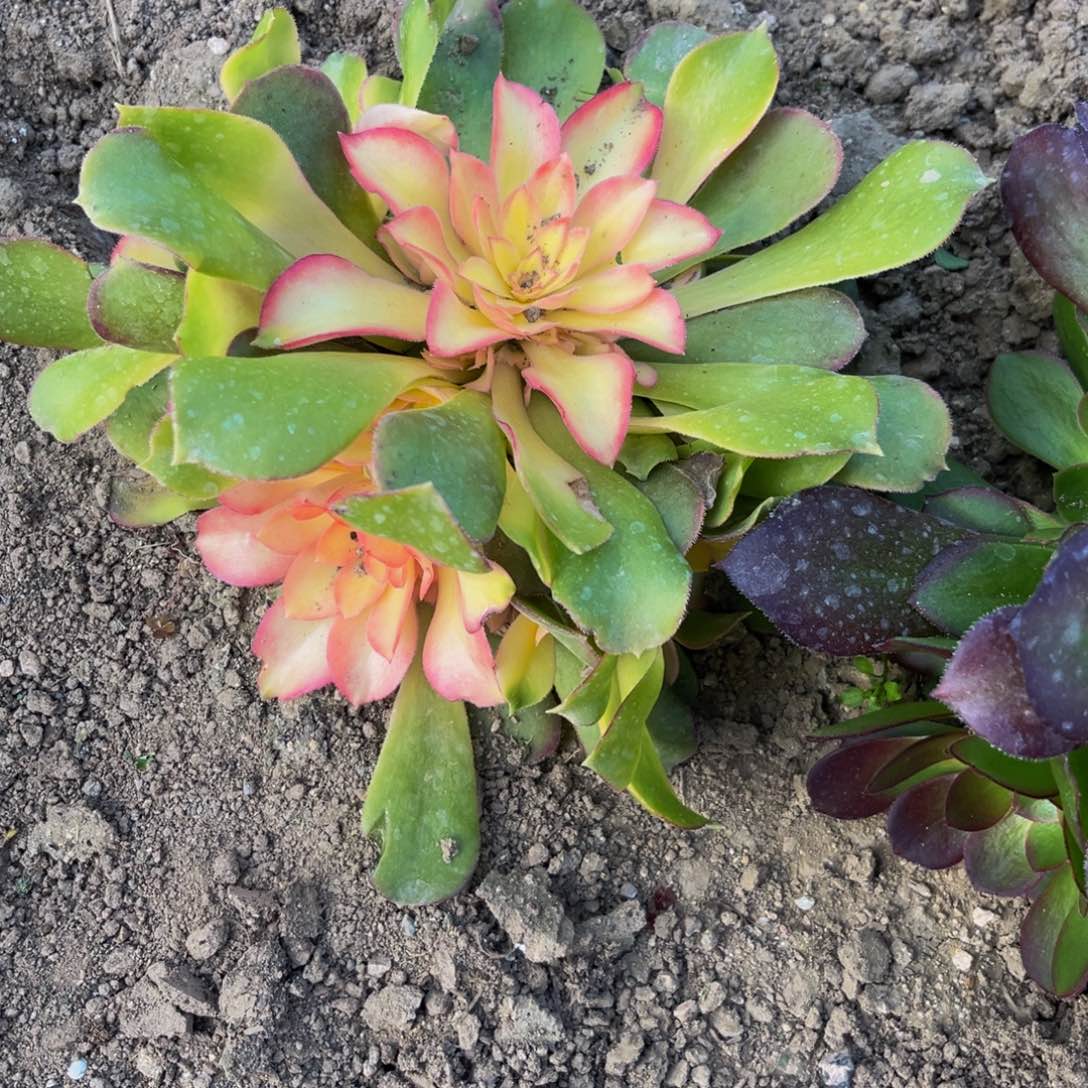 T271多肉植物一物一拍