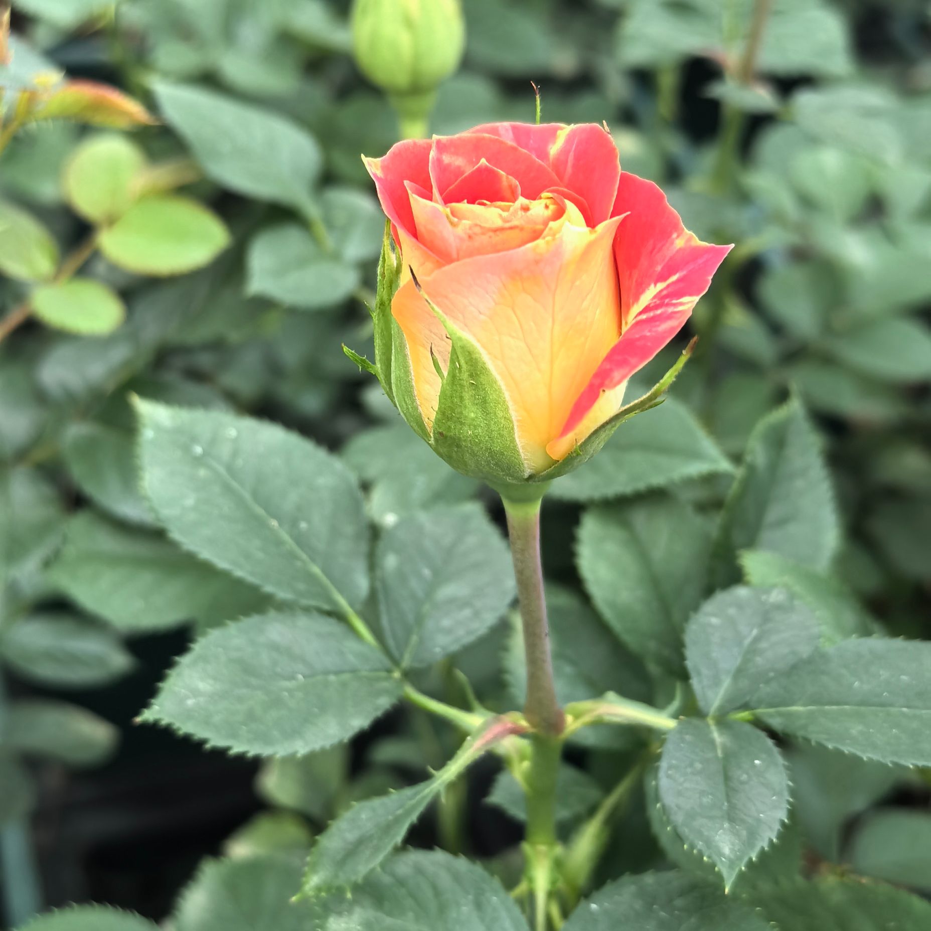 二乔1加仑多季节重复开花适合庭院阳台养护月季盆栽花卉