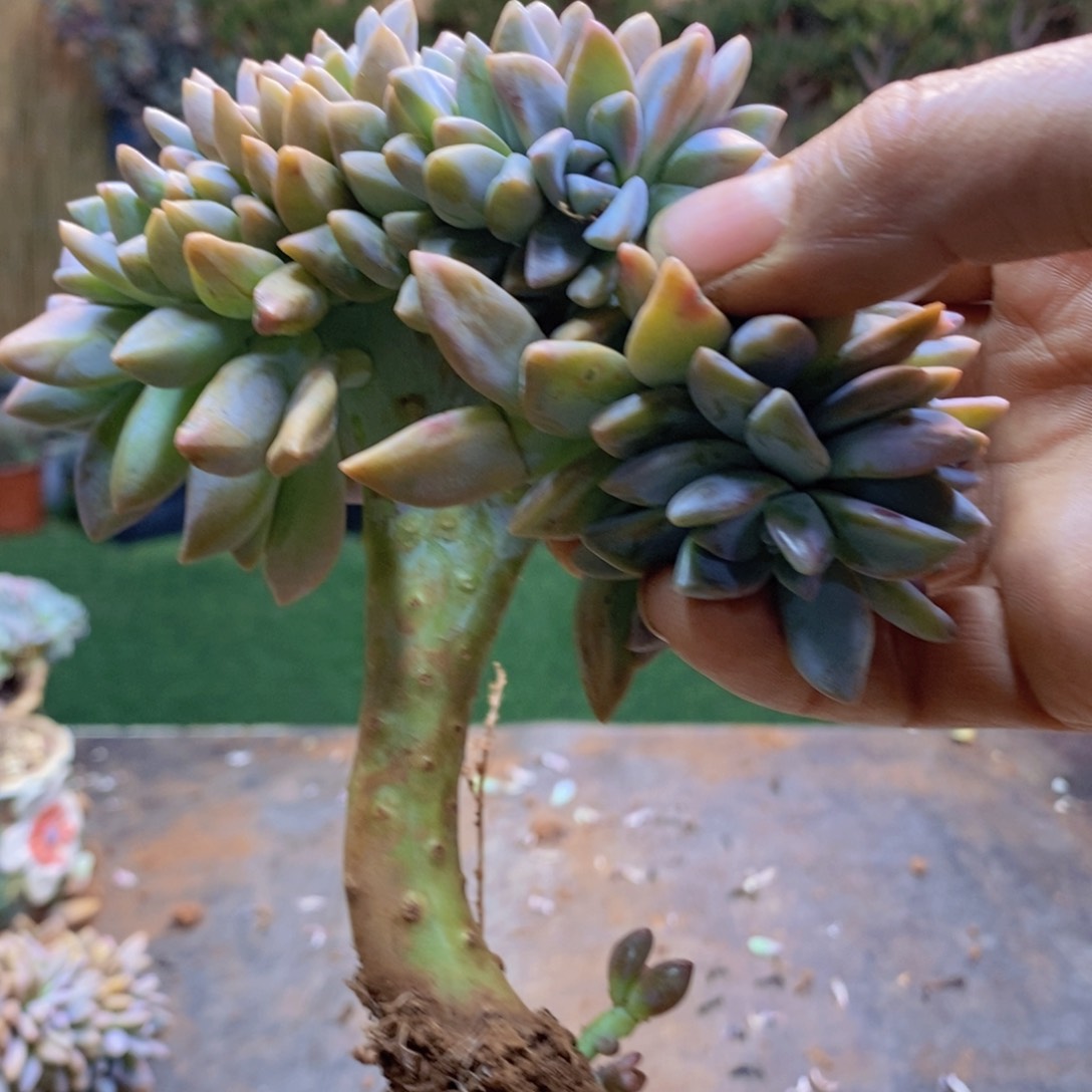 芳*120号淡雪缀多肉