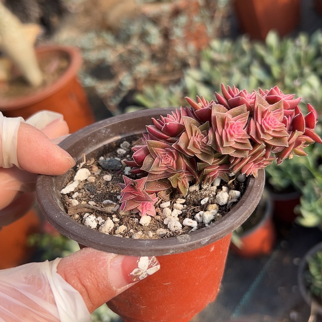 多肉植物茜之塔锦