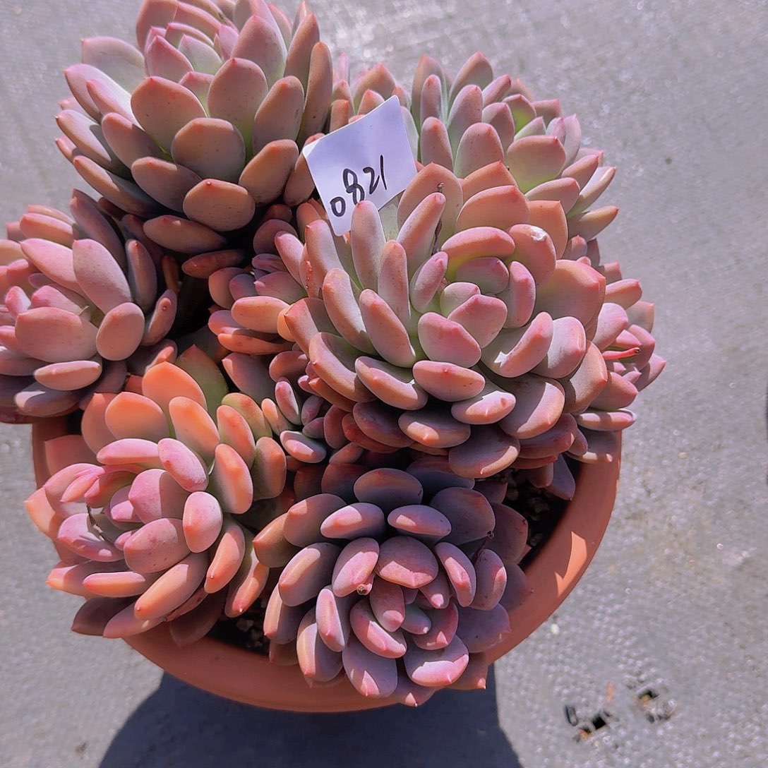 战****拒0821灰姑娘多肉