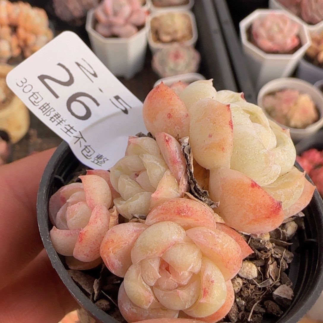 胖虎群一颗脱土发货