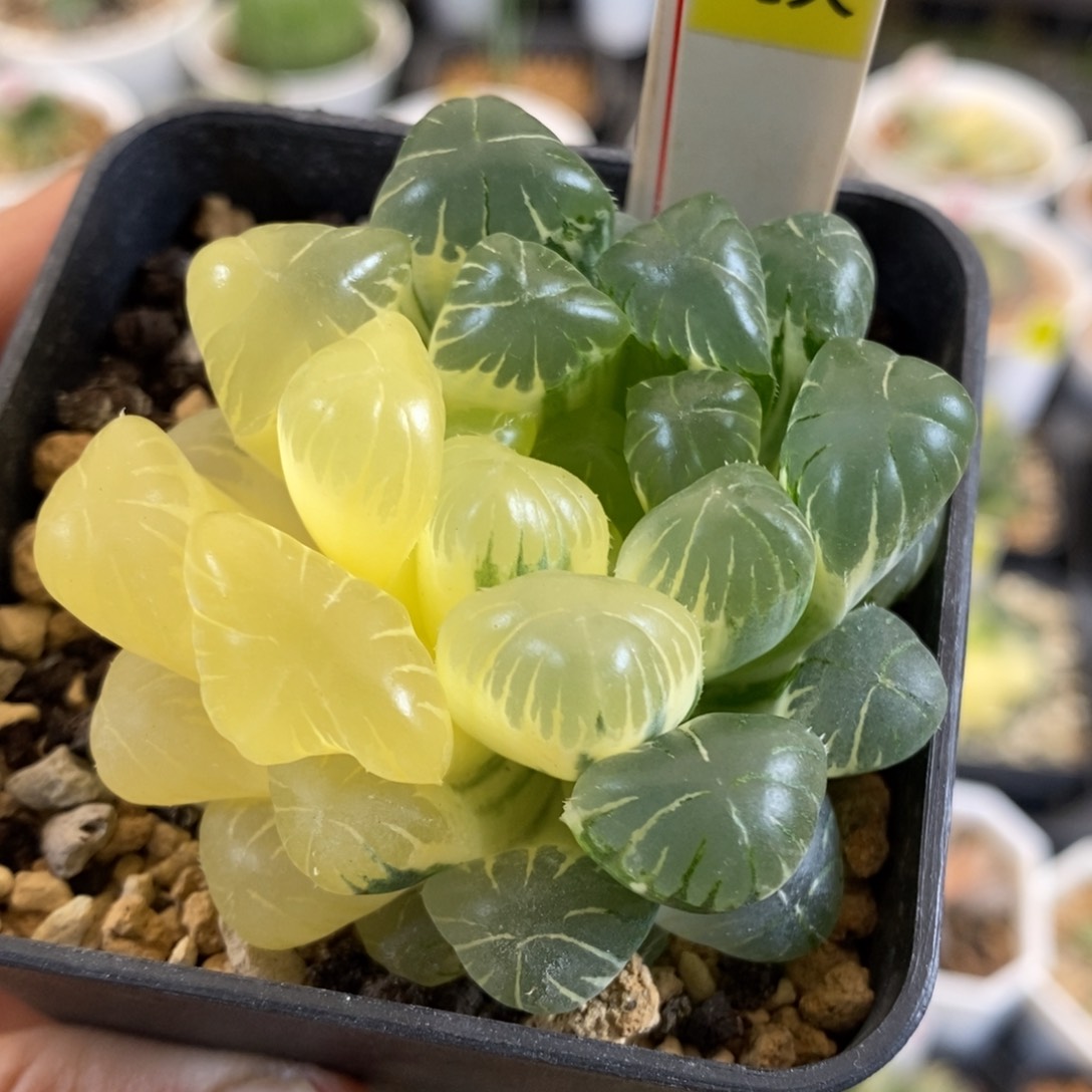 168号实生玉露锦带盆发货