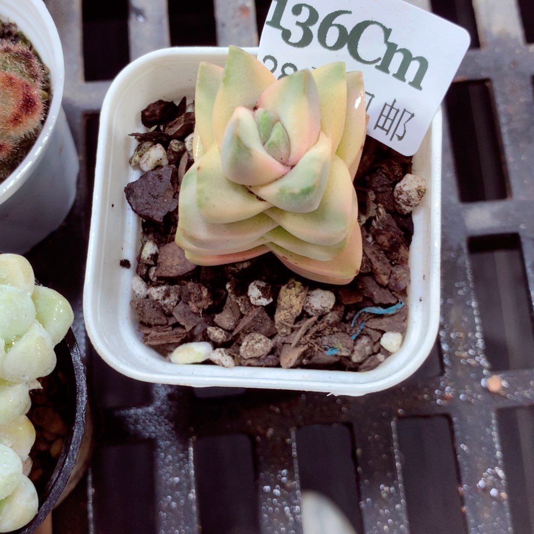 5厘米盆精控多肉136