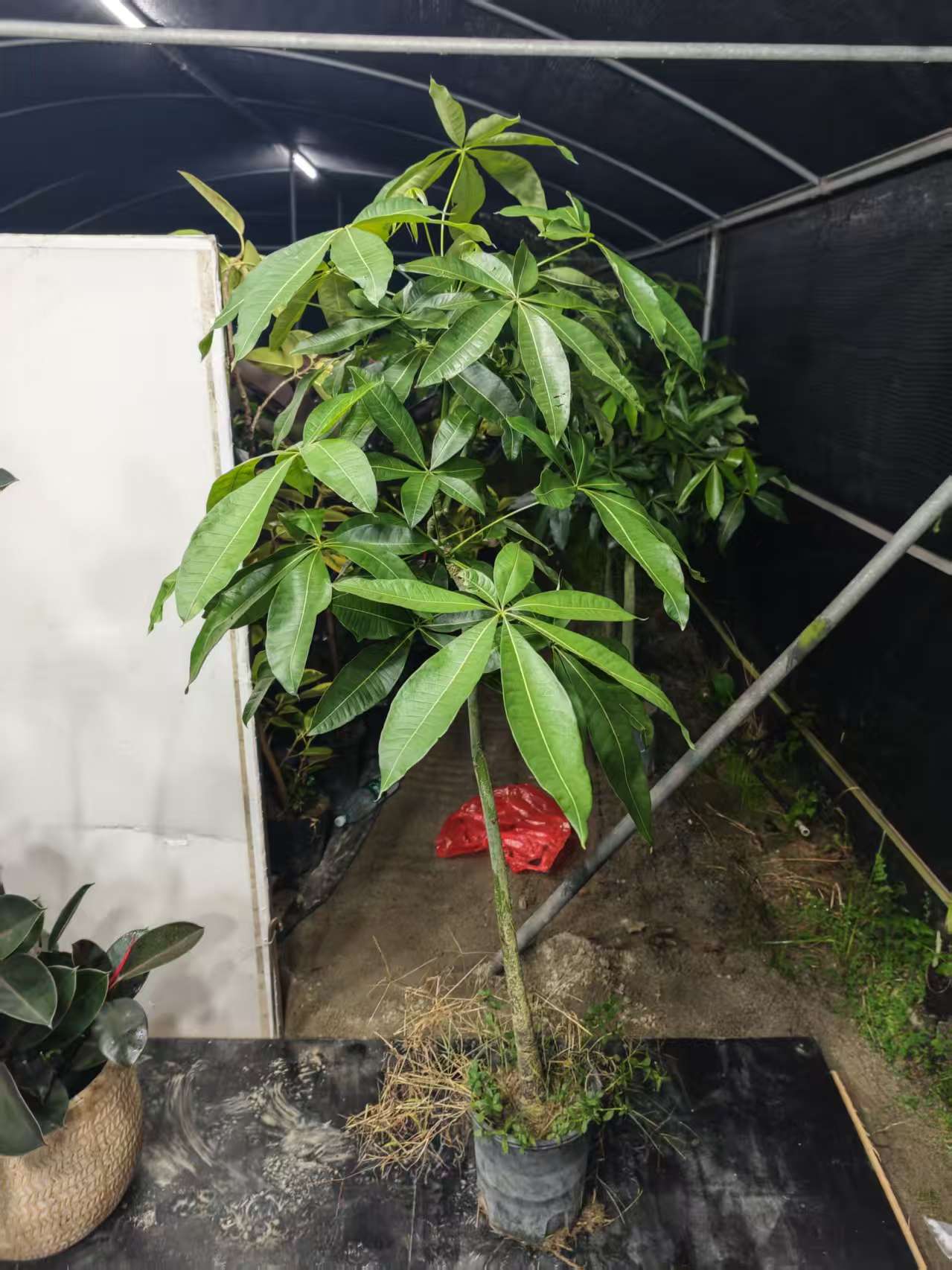 多层飘枝发财树大型绿植用于客厅办公室乔迁