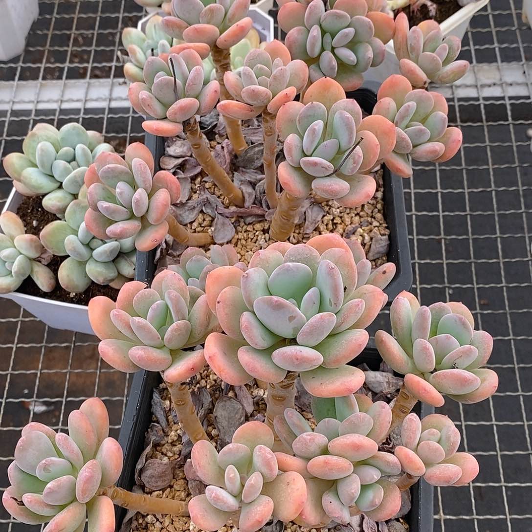 金汇园艺，922021灰姑娘福利