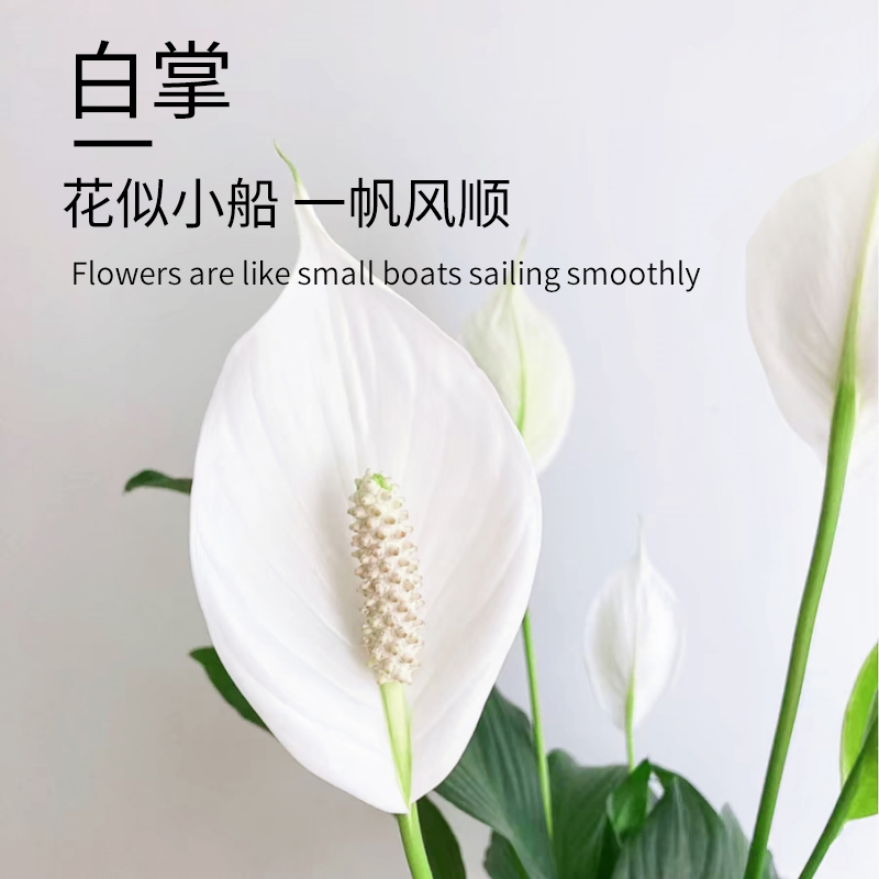 白掌一帆风顺盆栽水培植物室内生活绿植四季开花好养带花苞