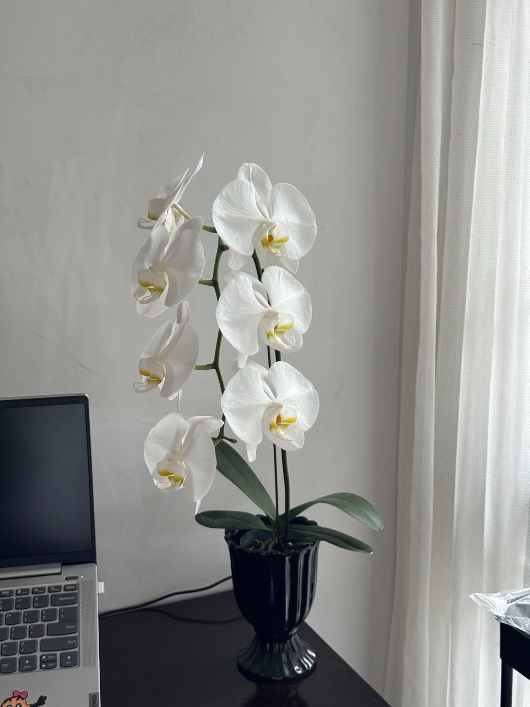 【大白V3】AA级蝴蝶兰小水甄选 台湾大白