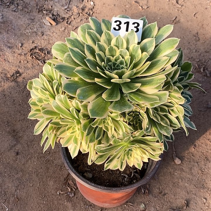 法师植物12345678