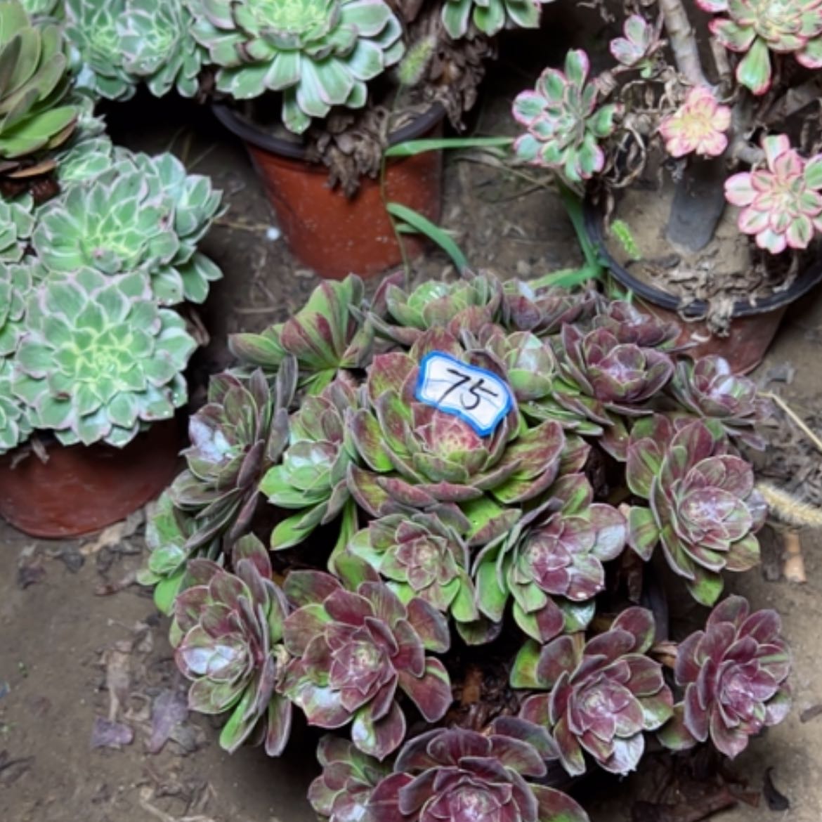 【闪购商品】我**九花月夜75