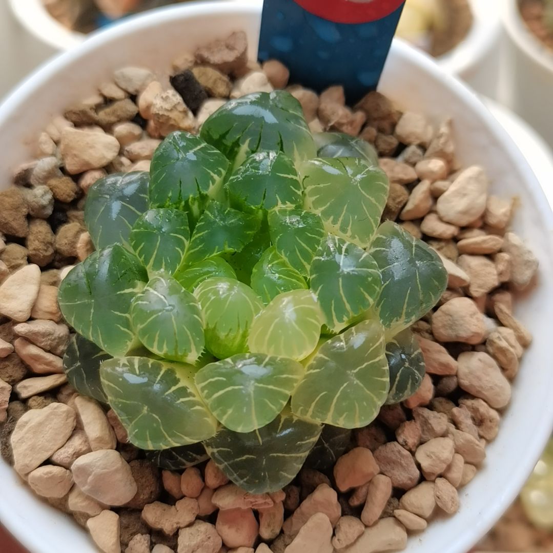 23号实生糊斑玉露锦一物一拍带盆土发货