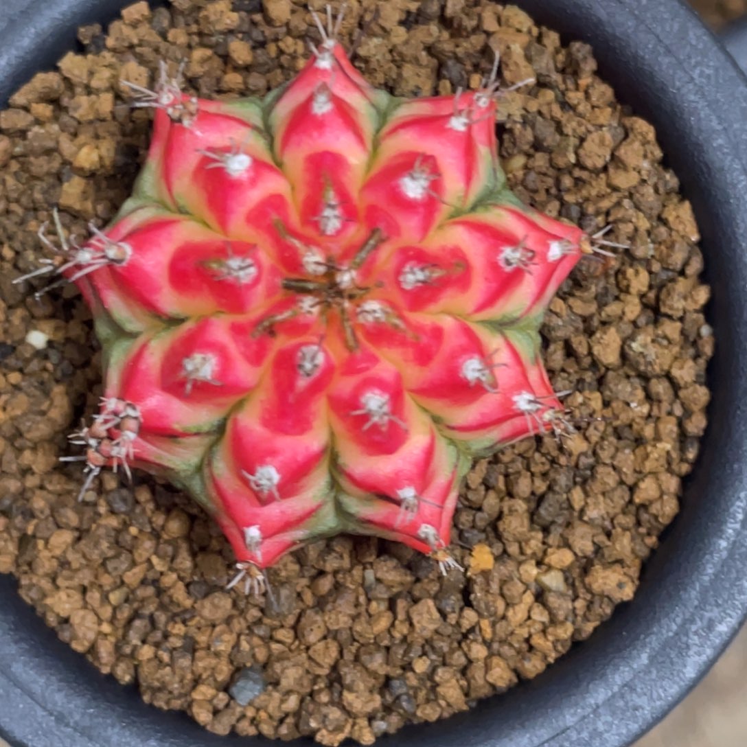 当前无花朵，栽培后可花朵火凤凰