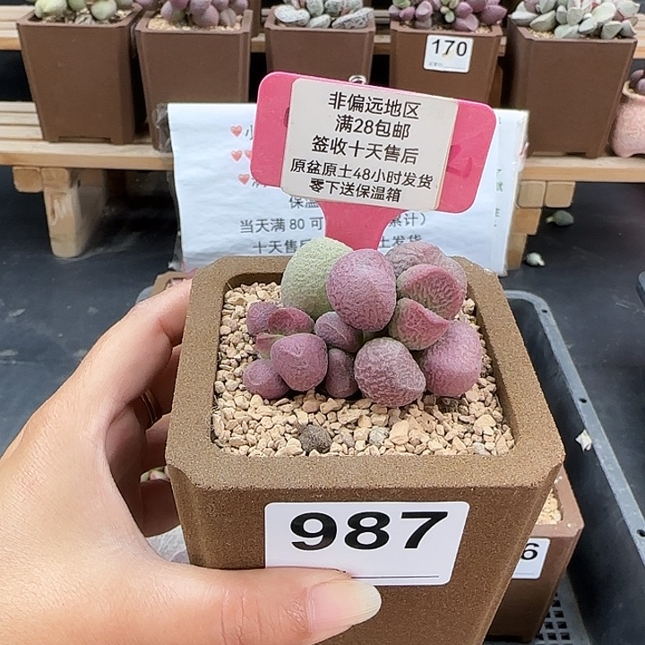 987红烧肉多肉植物