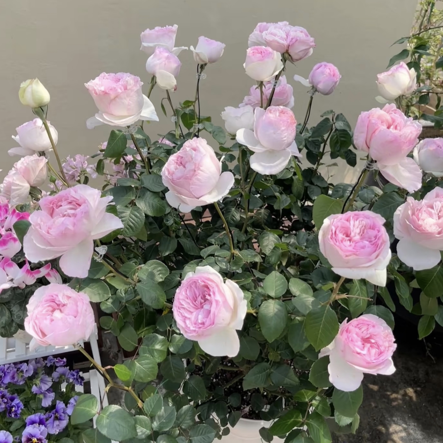 乙女心月季花盆栽花卉庭院耐晒耐寒花园植物