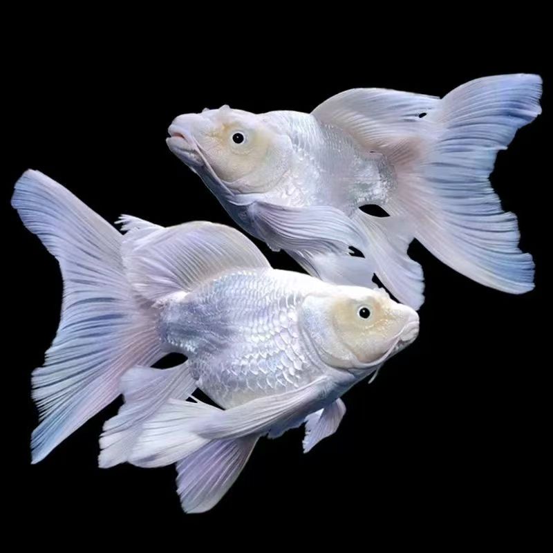 纯种白色短身球体小型蝴蝶鲤冷水活体好养观赏鱼普身小型蝴蝶鲤