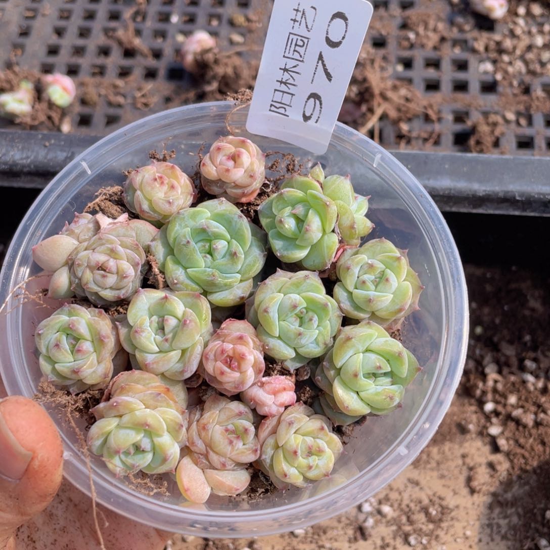 多肉植物多肉植物970