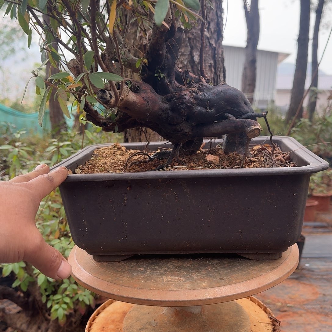 无花朵映山红盆景素材