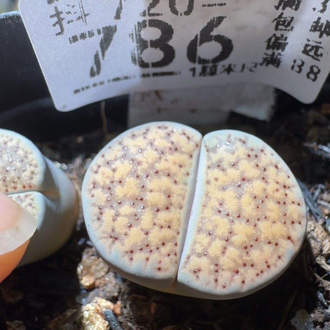 Sss精品系列清仓786