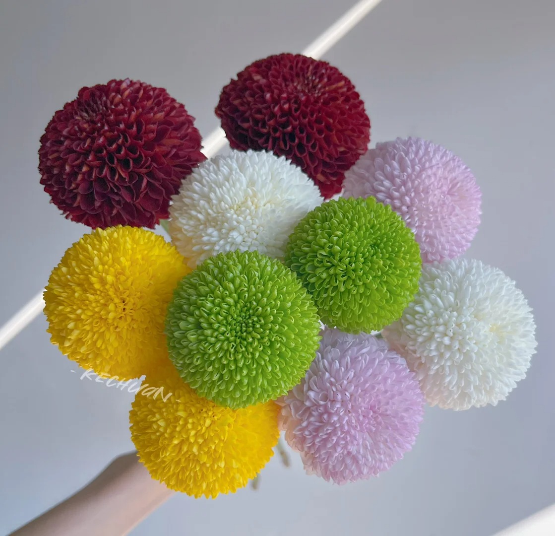 YZ【混色乒乓菊10支】 