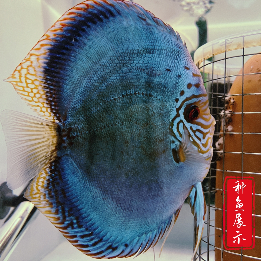 七彩神仙鱼老虎狗劈头高身鱼苗五厘米尺寸