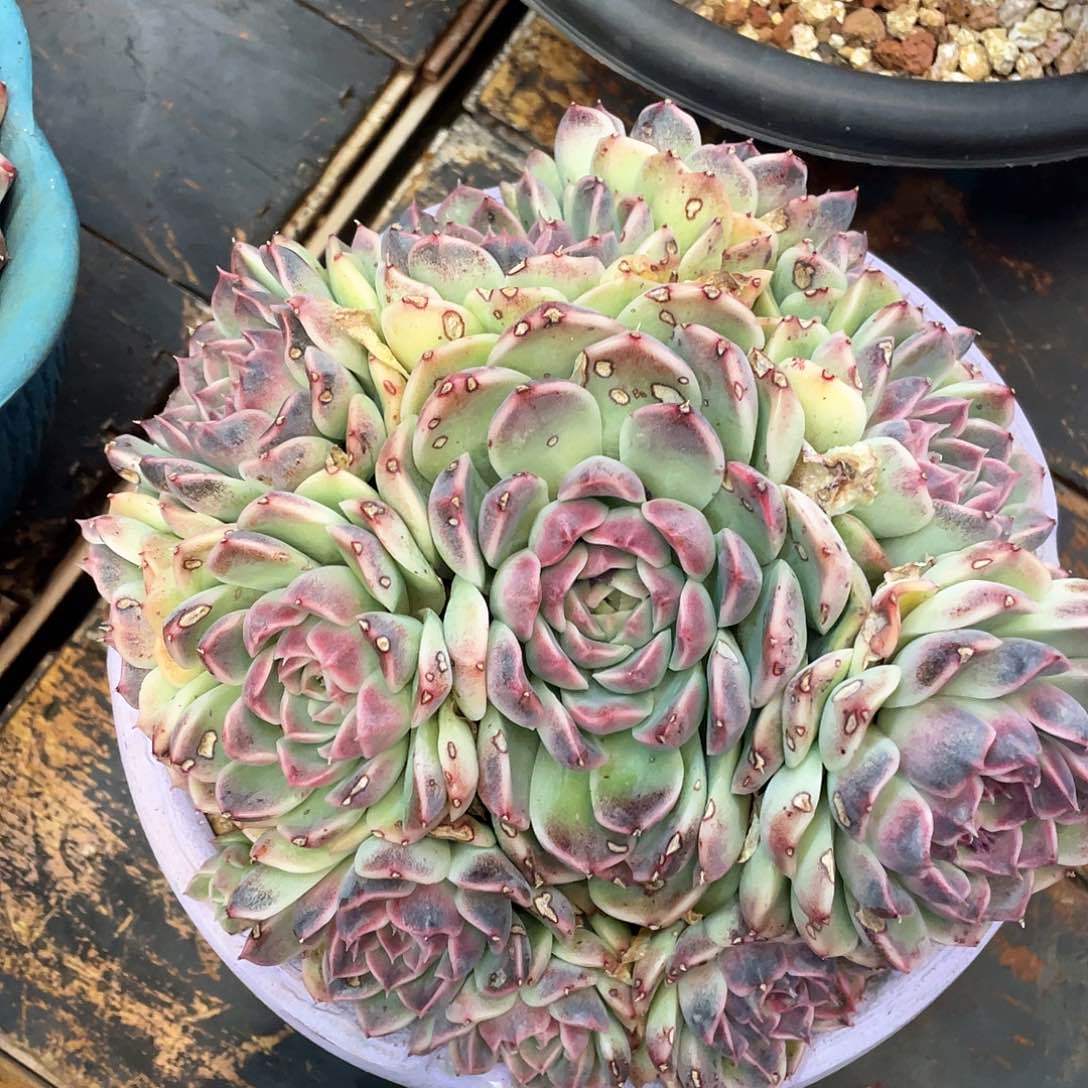 多肉植物一物一拍