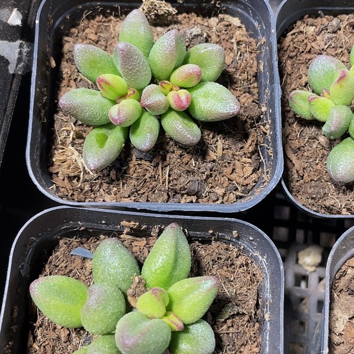 小红嘴水泡5.8带盆