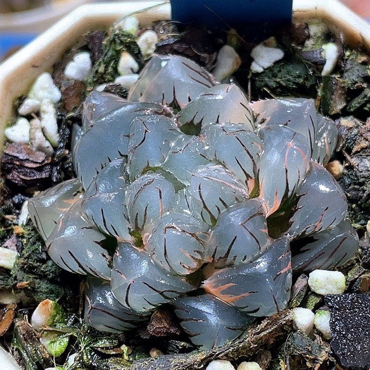 636水中月錦亞城株