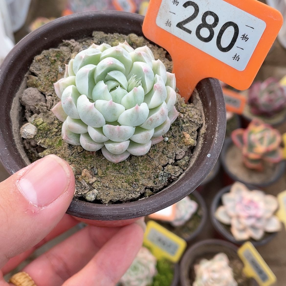 【闪购商品】280号