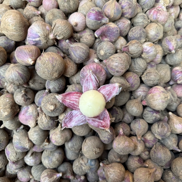 云南新鲜紫皮独头蒜农家种植爆香小香蒜辛辣爽口