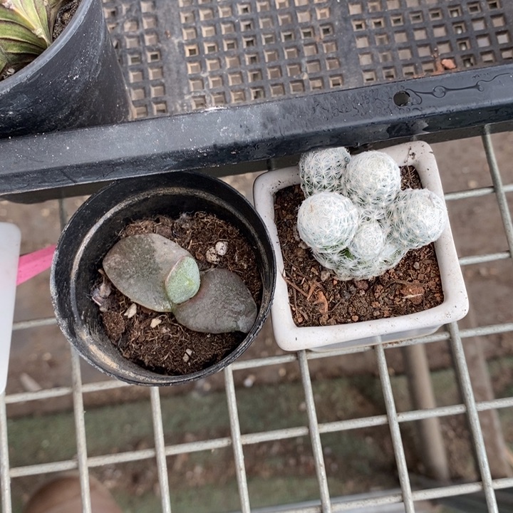 伯克利和格蕾纳等著名音乐