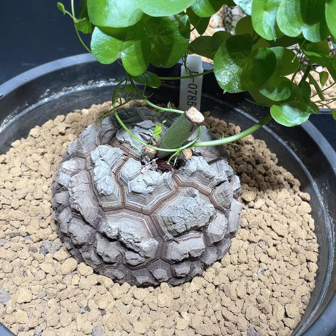 785号龟甲龙11.1公分