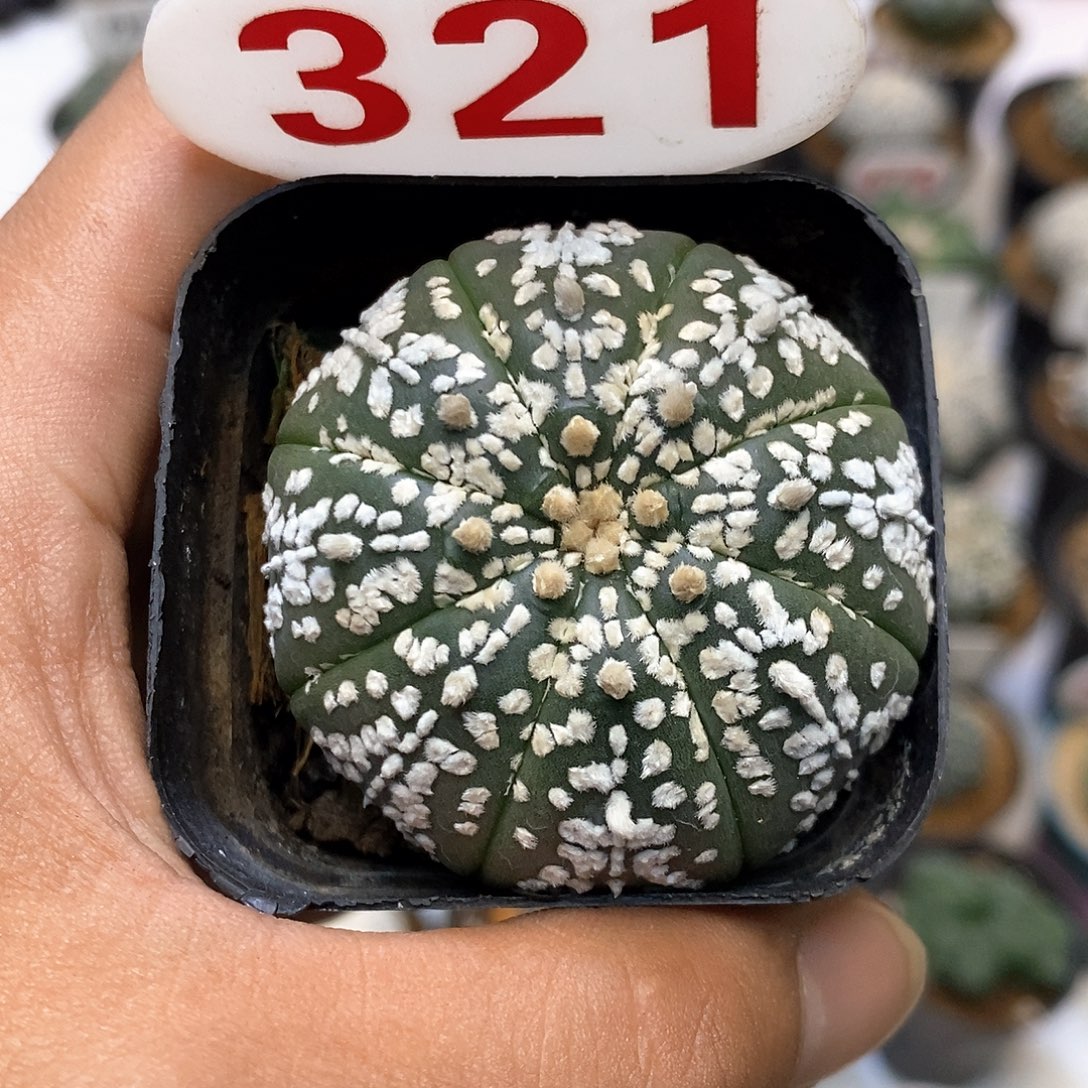 321付款了特价咯嘛你的