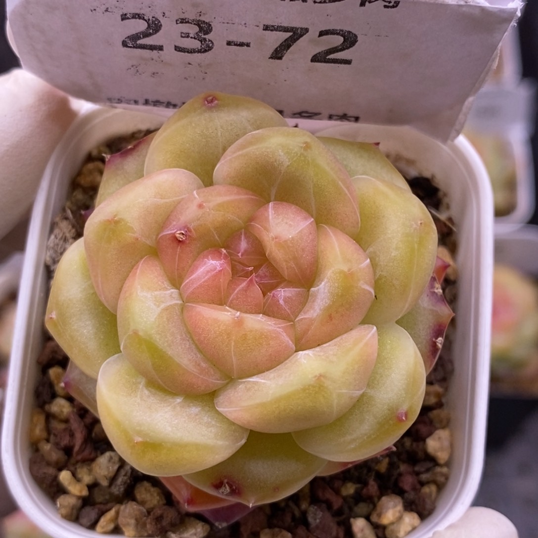 【闪购商品】23-72