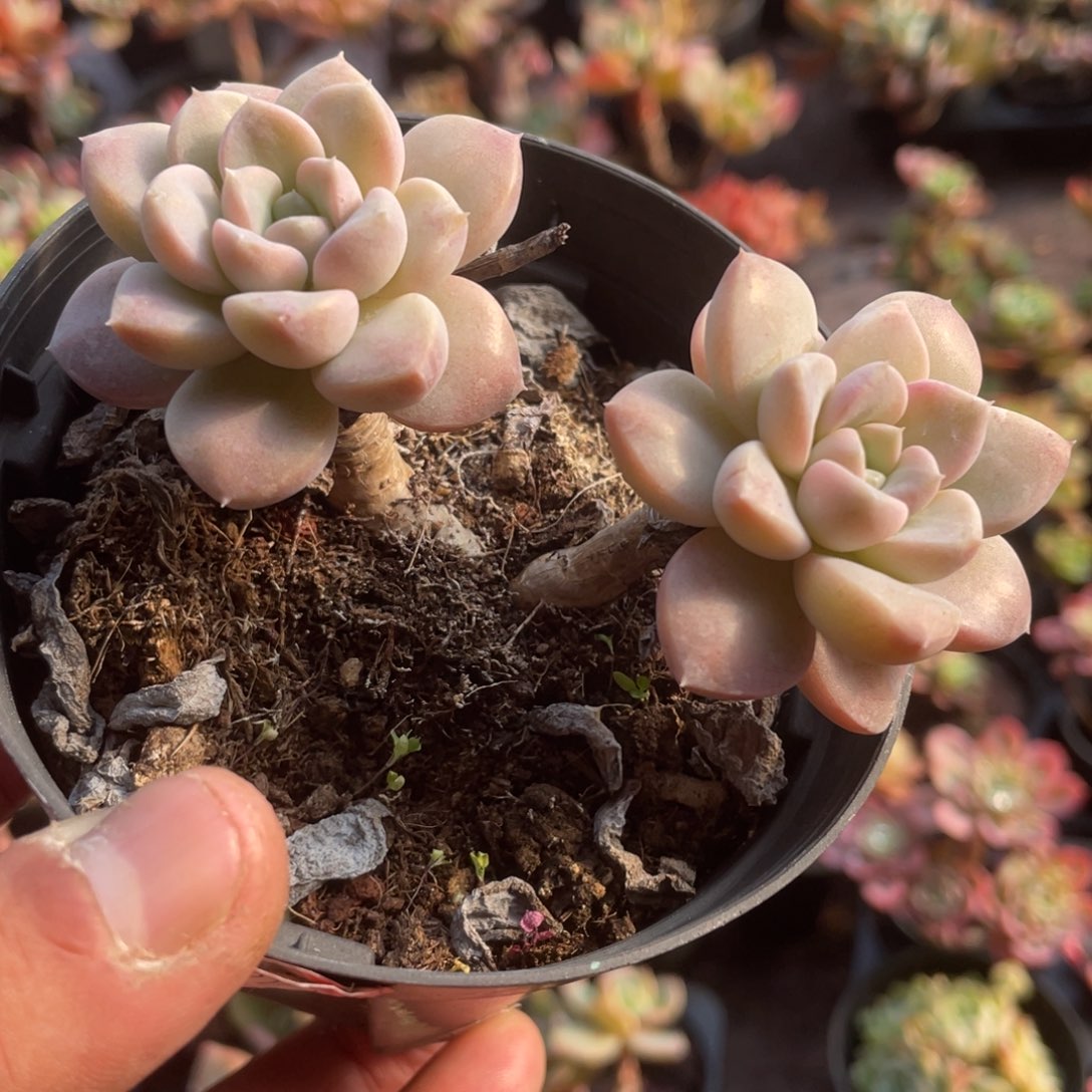 0910  云娇  六月六