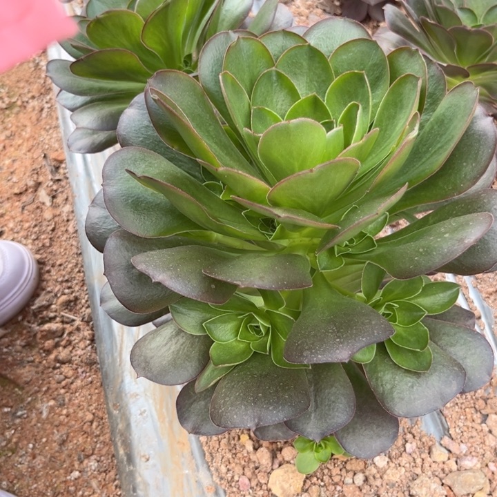 媚金玫瑰4540多肉植物