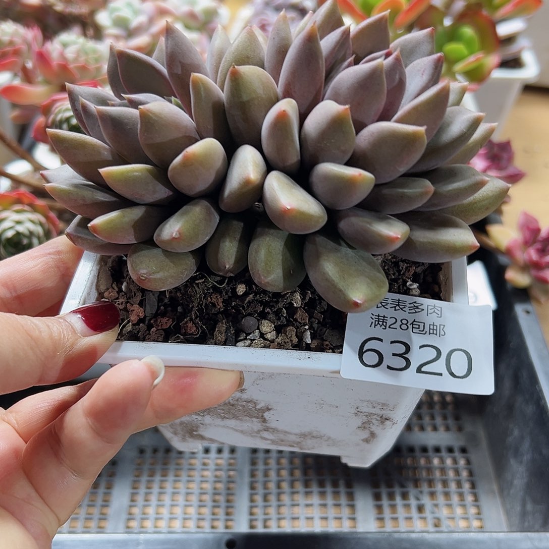 9号我们的确是一个很6320