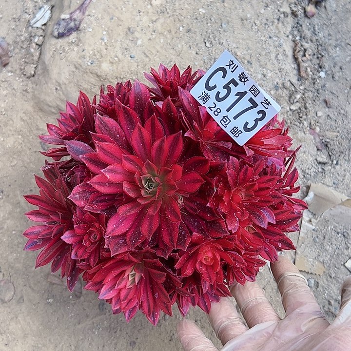 凤凰多肉植物法师5173