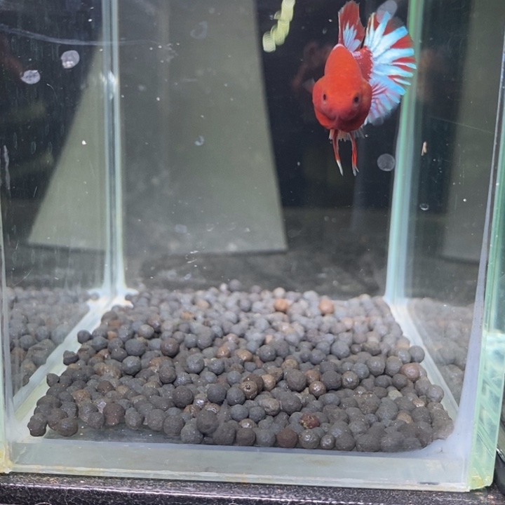 斗鱼泰国斗鱼92号