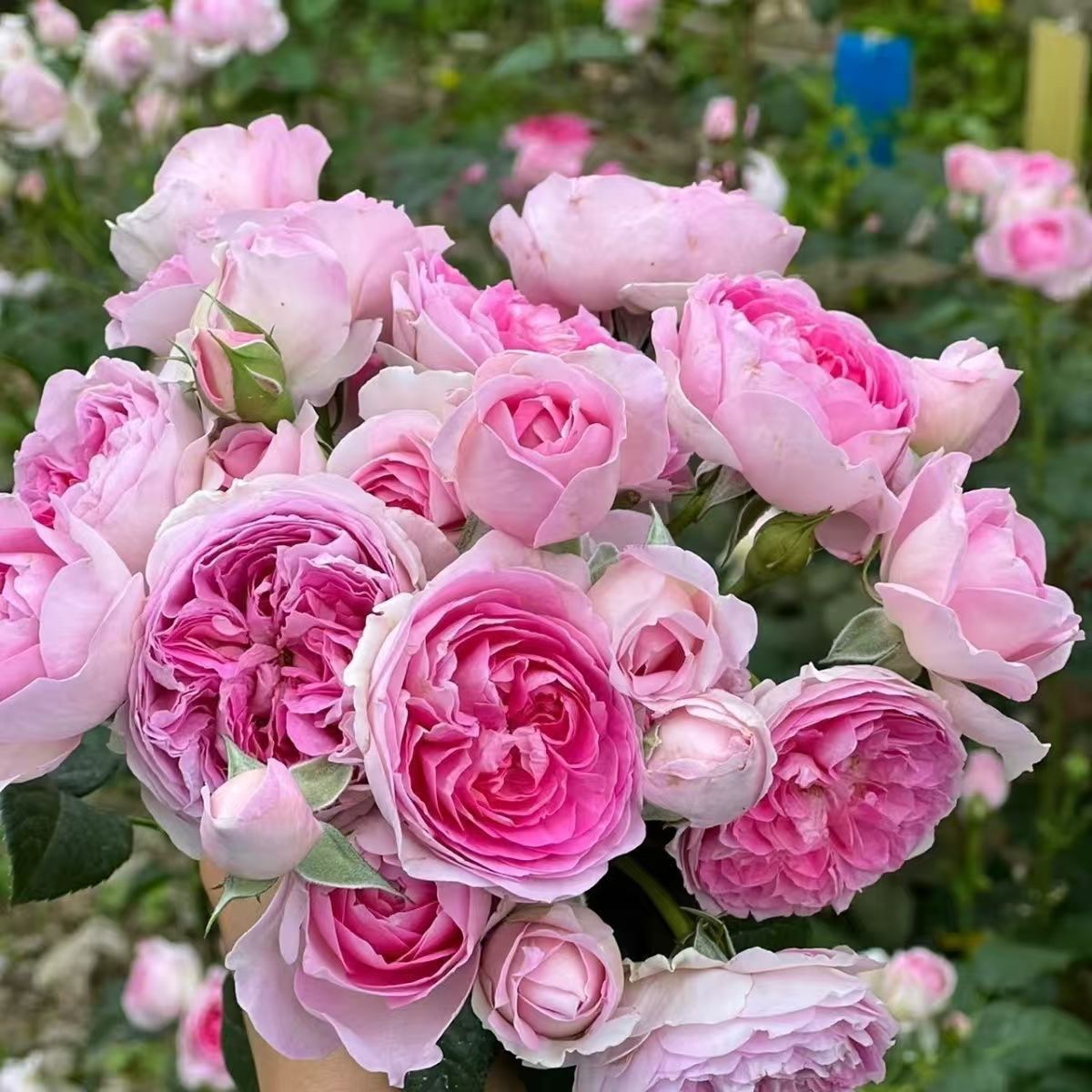 我的心月季藤本花卉蔷薇花苗带花苞多季开花大苗拱门栅栏爬藤    