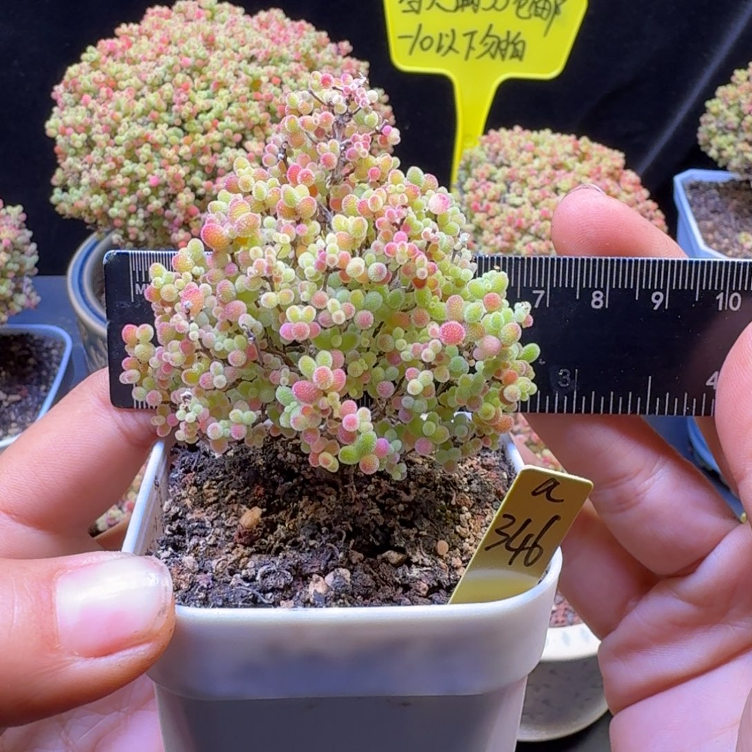 小***瘦a346号蜜橘冠服6厘米左右