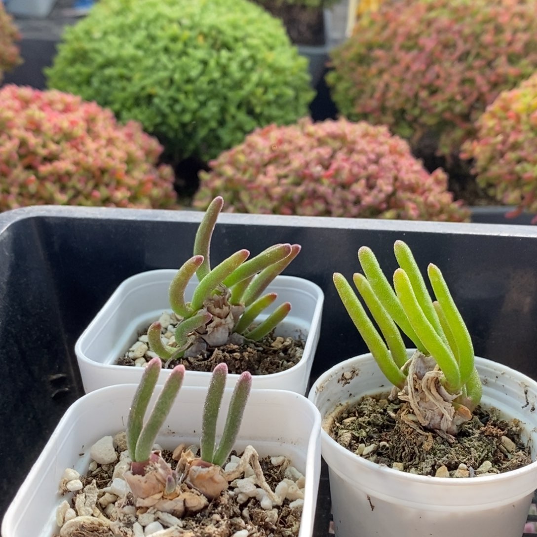 湛***盛碧光环4178枝干番杏