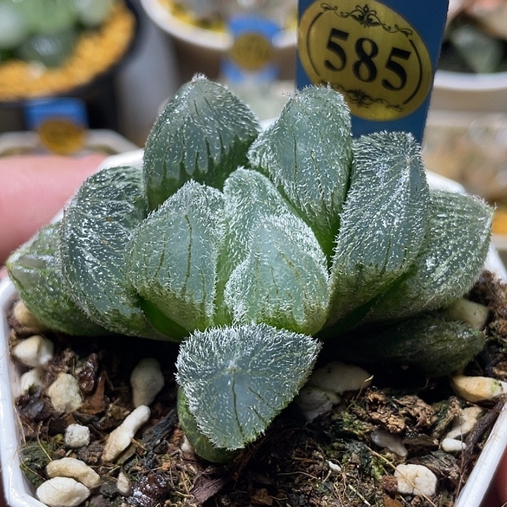 585巨大梦露特选福利