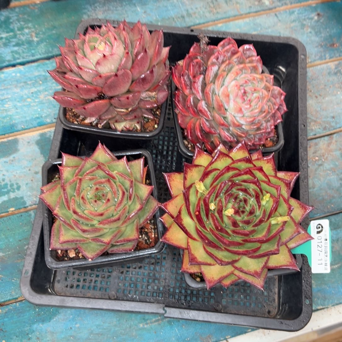 多肉一物一拍0127-11